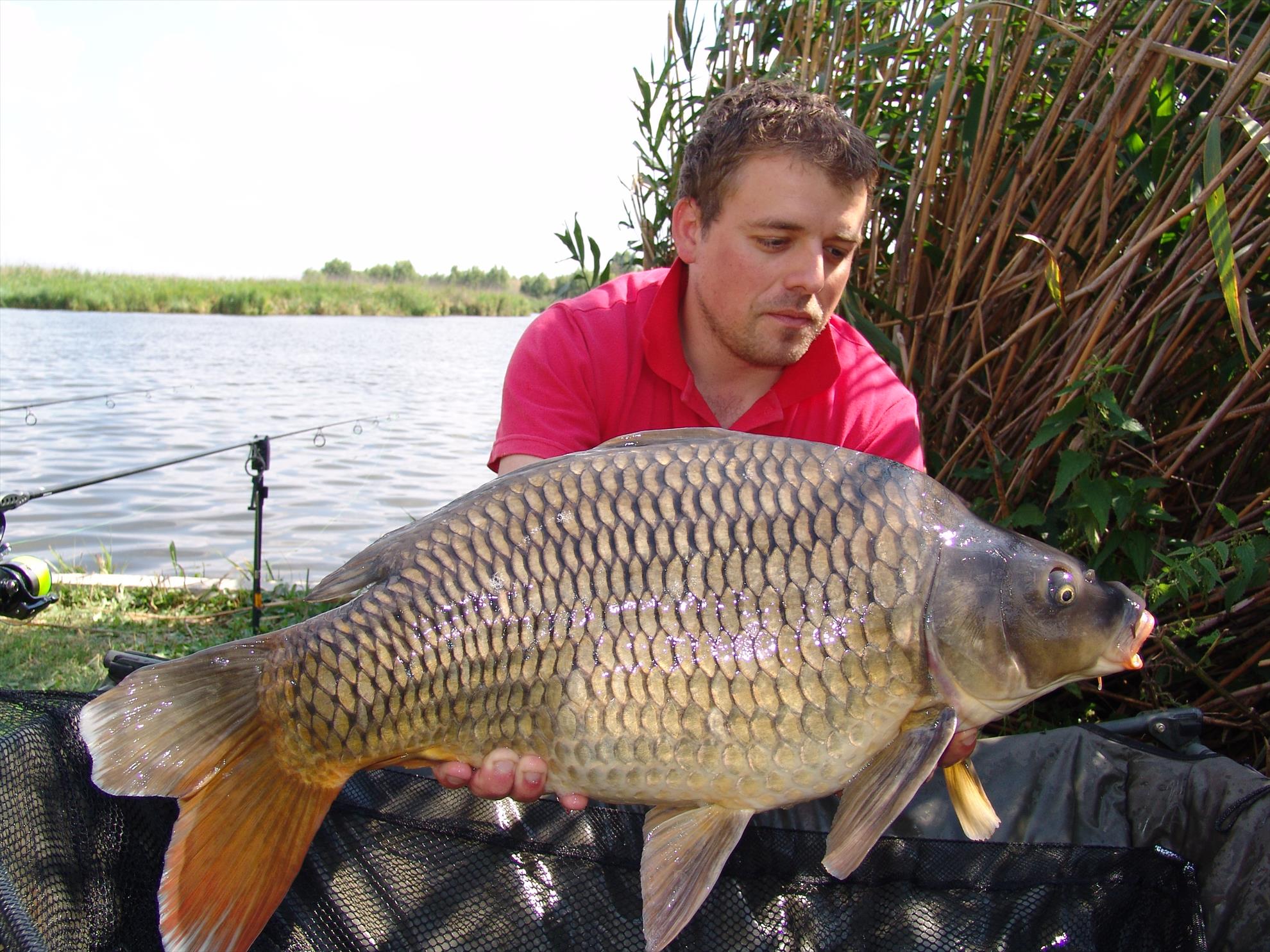 Tancabesti 12 - 14 sep. - 8 kg